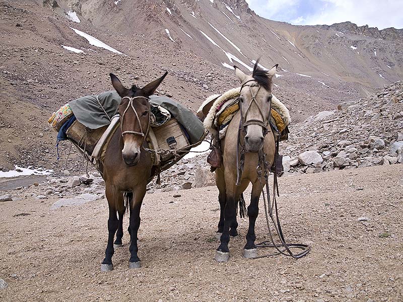Las mulas cargueras - Cruce de Los Andes - Estancia El Puesto